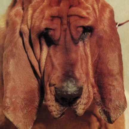 TY SEGALL Goodbye Bread