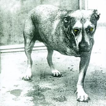 ALICE IN CHAINS Alice In Chains